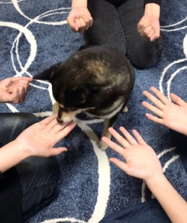 ゲームをする豆柴