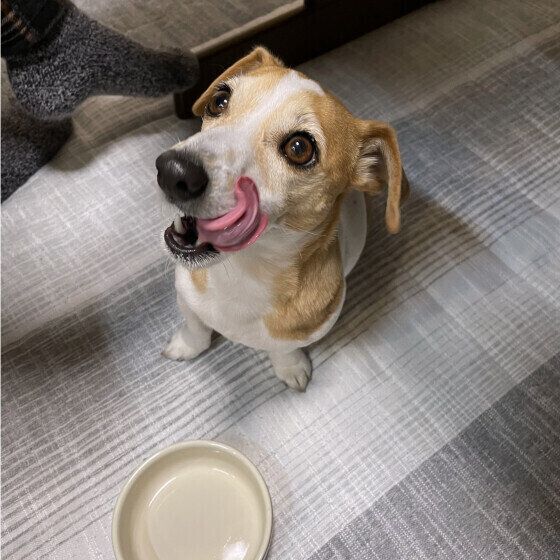 美味しかったのかな？ ペロリ！ 