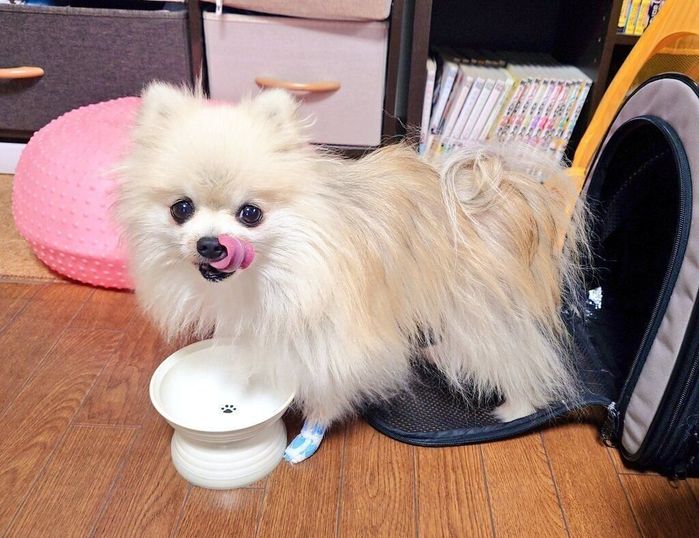 6才になったこまちちゃん