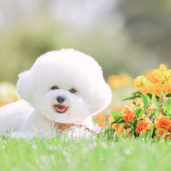 笑顔のトイ・プードル