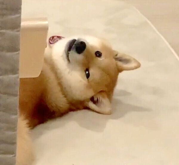 拗ねる味噌ちゃん