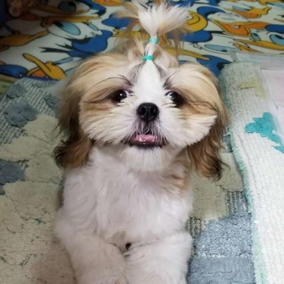 舌を出すシー・ズー