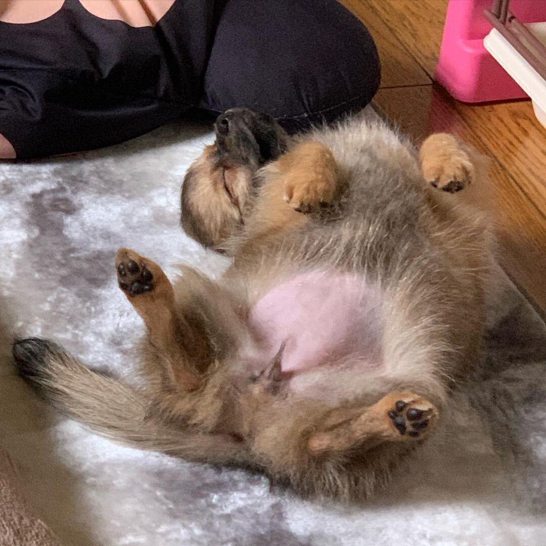 ミックス犬のももちゃん