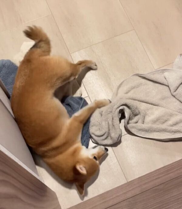 タオルにスリスリするハカセくん