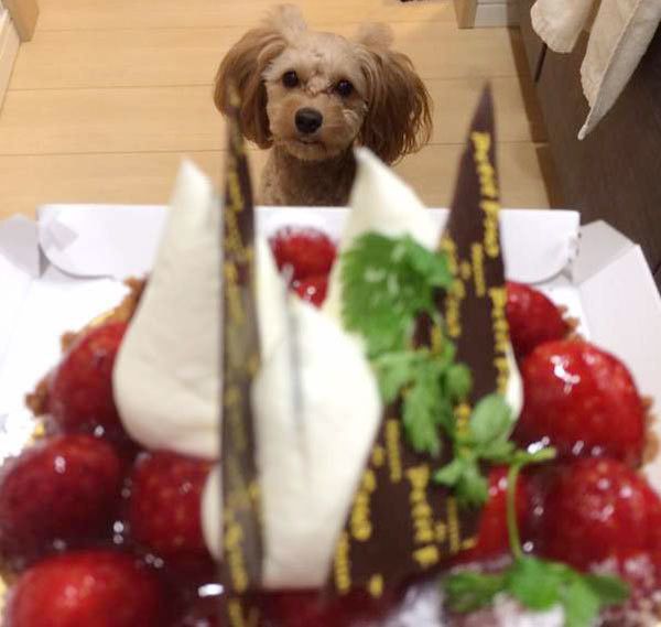 ケーキを見つめる犬