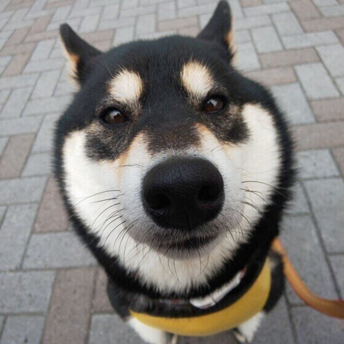 犬の鼻の頭 の不思議 ひび割れ 色の変化など 病気の可能性 を獣医師が解説 いぬのきもちweb Magazine 犬の鼻の頭 の不思議 ひび割れ 色の変化など 病気の可能性 を獣医師が解説 いぬのきもちweb Magazine