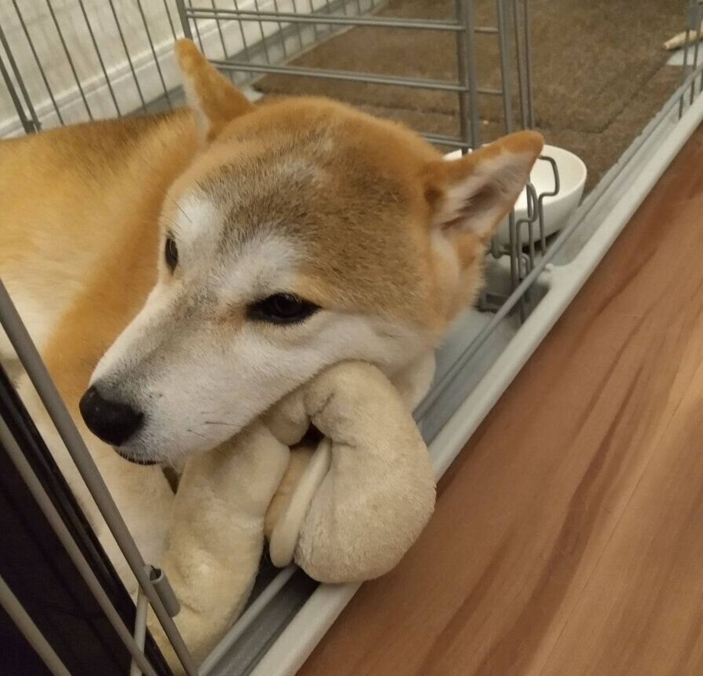 人も犬も抱き枕がお好き 抱き枕を器用に自作する柴犬タロさん 連載 モフモフ柴とプニプニ娘 第1話 いぬのきもちweb Magazine 人も犬も抱き枕がお好き 抱き枕を器用に自作する柴犬タロさん 連載 モフモフ柴とプニプニ娘 第1話 いぬのきもちweb Magazine