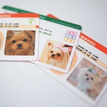 3頭の保険証