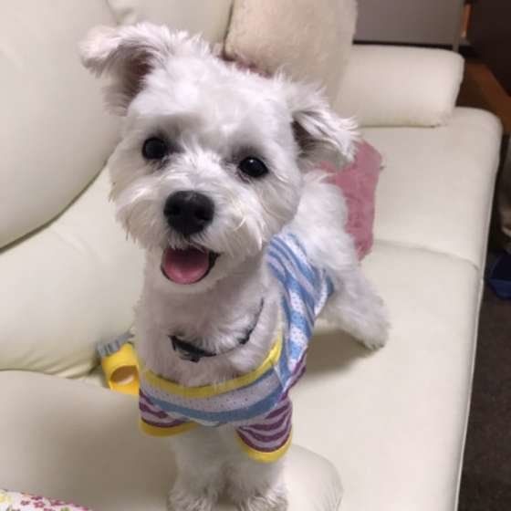 お出迎えするマルチーズ