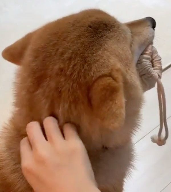 撫でてほしい柴犬