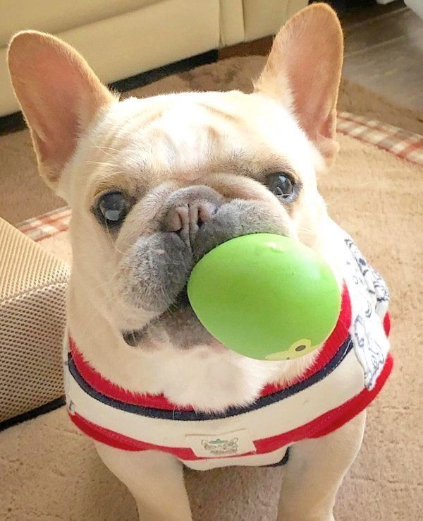 元繁殖犬・フレンチ・ブルドッグのもなちゃん