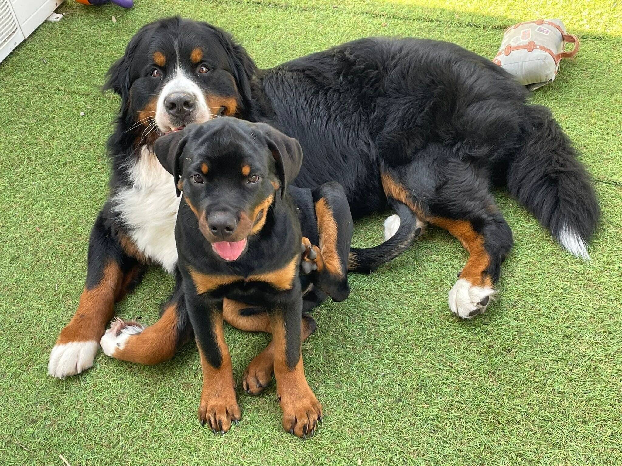 くっつくセドリックくん、タイカンくん