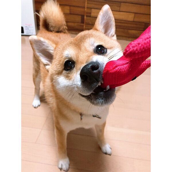 おもちゃで遊ぶつむちゃん