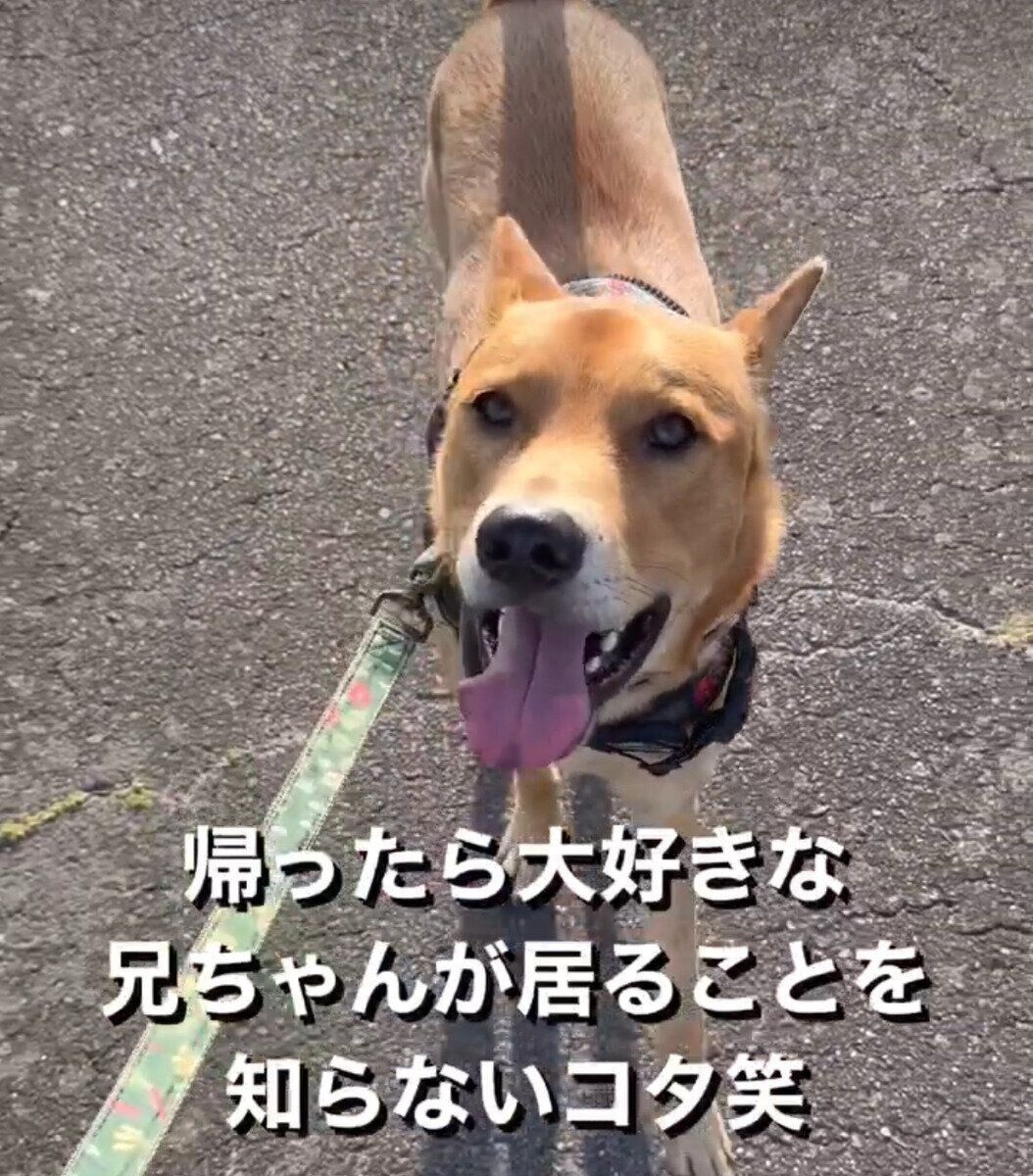 散歩中のコタくん