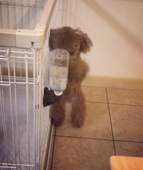 ボクシングをするトイ・プードル