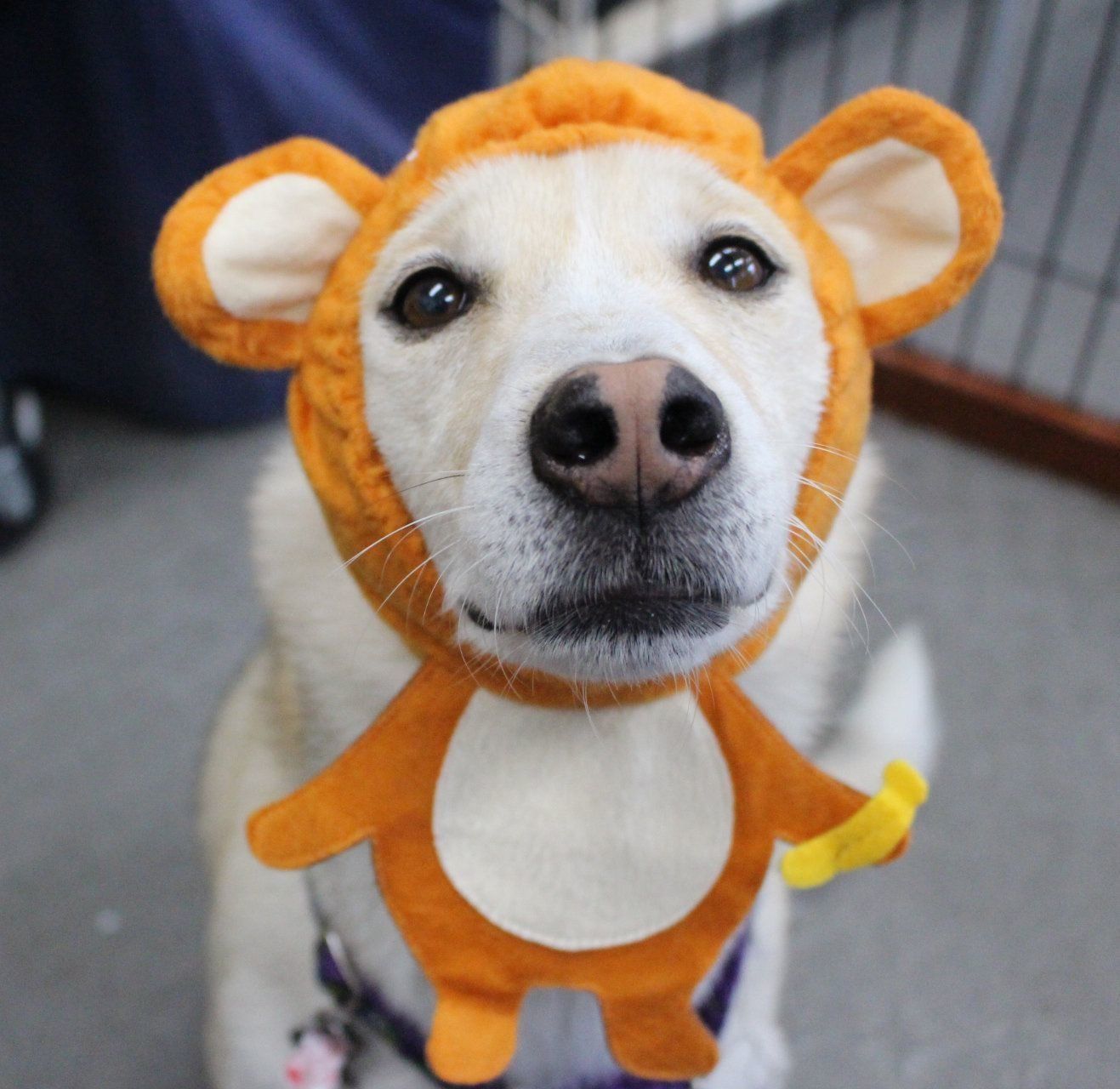 ↑どんなカッコウでも平気なのは、恥ずかしいという感情を持ち得ないないから