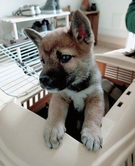 生後3カ月の柴犬