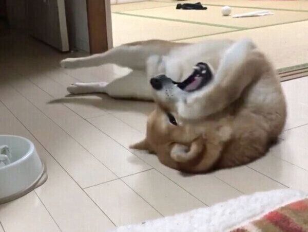 ごはんを早食いしたことを後悔するこむぎくん