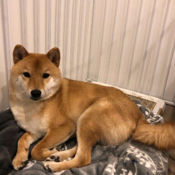 ケージに入る柴犬