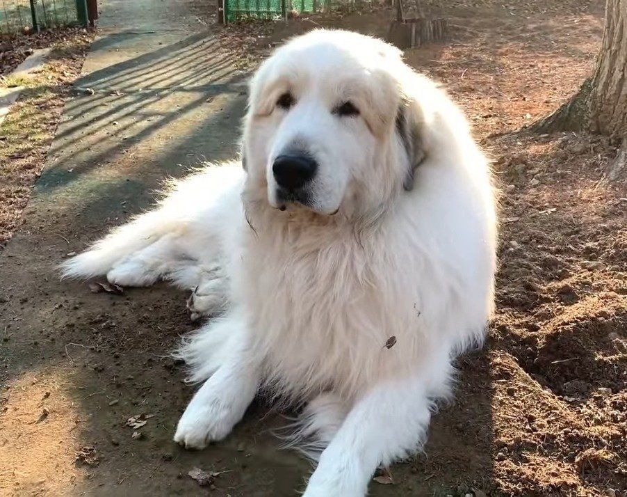 日向ぼっこする犬