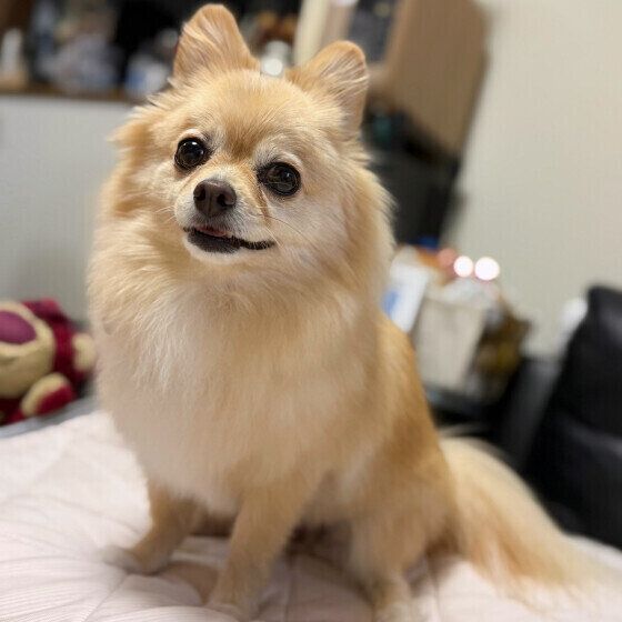 犬に話しかけるとどんなメリットがある？ 愛犬と信頼関係を築く話し方とは いぬのきもち