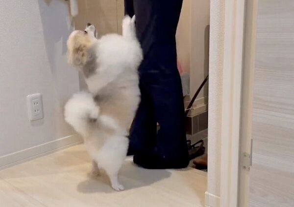 パパさんの帰宅を喜ぶちくわくん