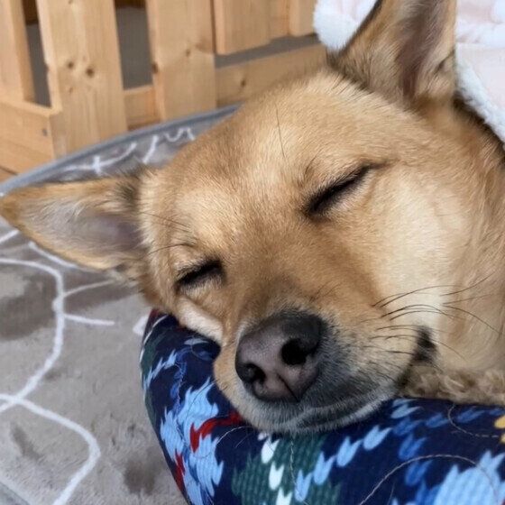 気持ちよさそうにベッドで眠るワンちゃん
