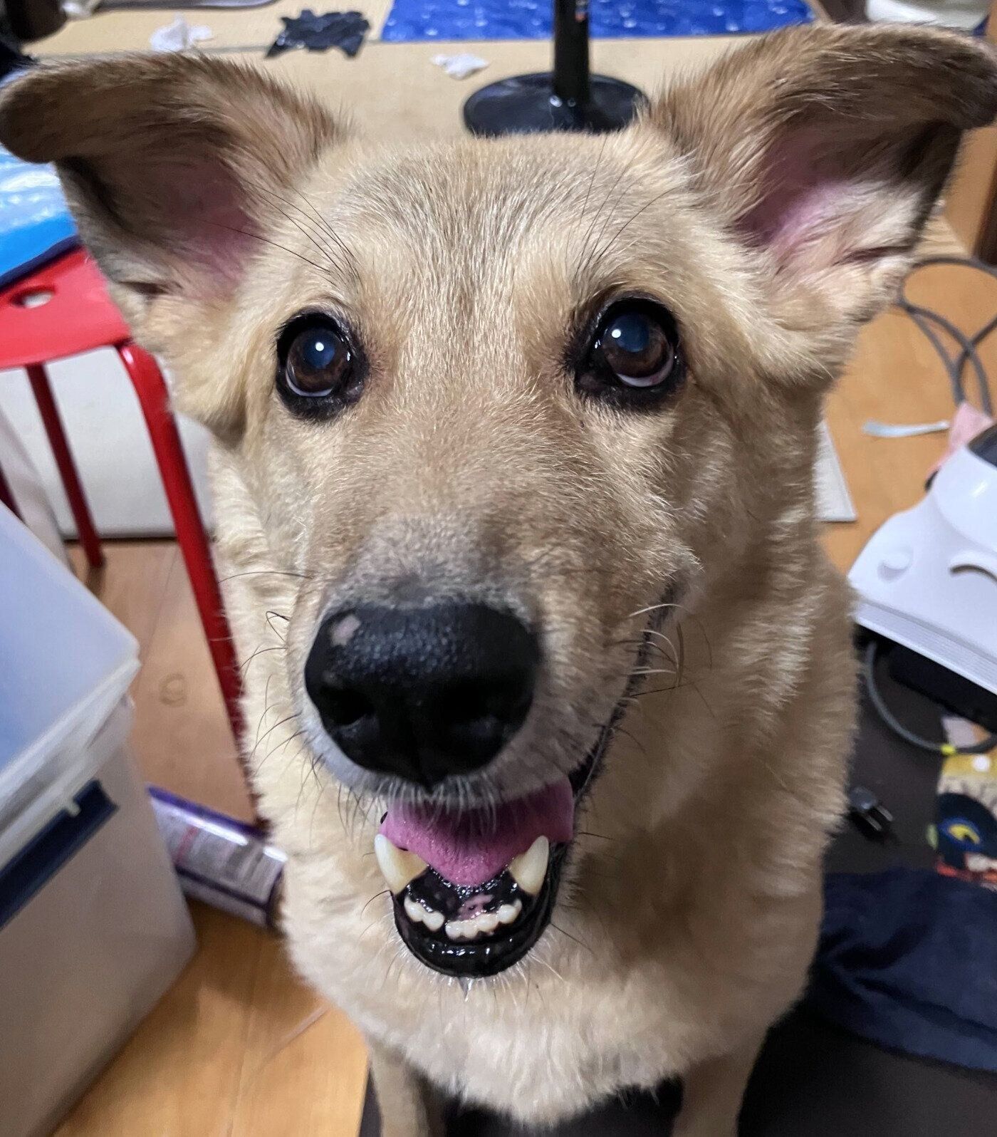 ニコニコするてんくん。