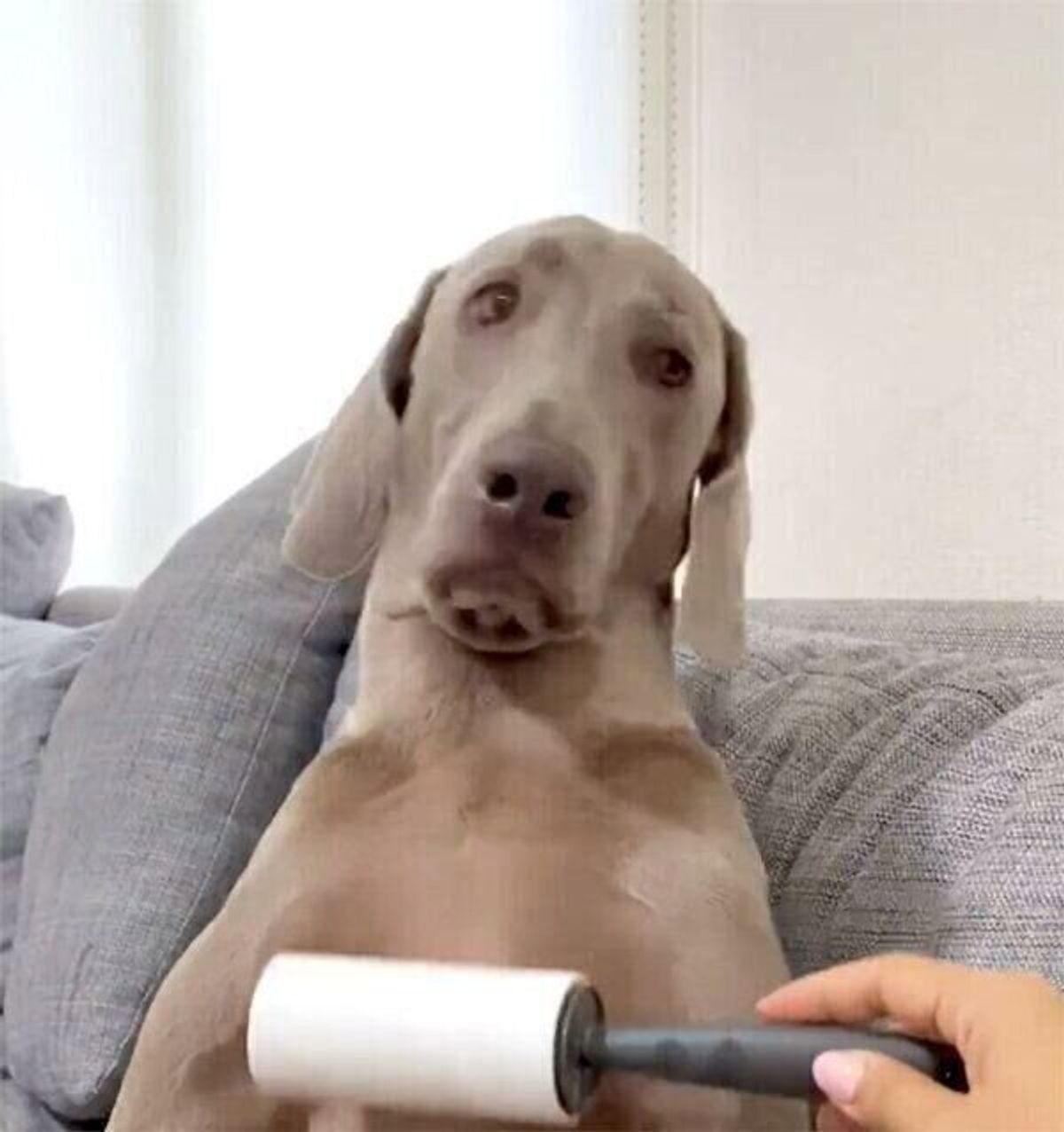 コロコロマッサージが気持ちよくて 犬が寝落ちの瞬間に 爆笑必至のリアクションを見せた いぬのきもちweb Magazine コロコロマッサージが気持ちよくて 犬が寝落ちの瞬間に 爆笑必至のリアクションを見せた いぬのきもちweb Magazine