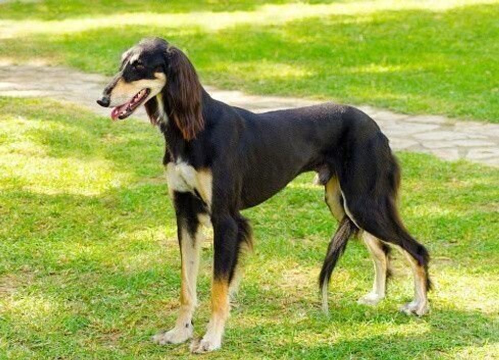 スタイル抜群 スラリとしなやかbodyが魅力的な3犬種 いぬのきもちweb Magazine スタイル抜群 スラリとしなやかbodyが魅力的な3犬種 いぬのきもちweb Magazine