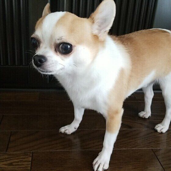 見つめるチワワ