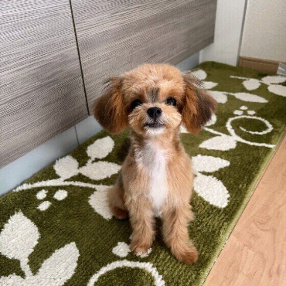 Mixのメルちゃん