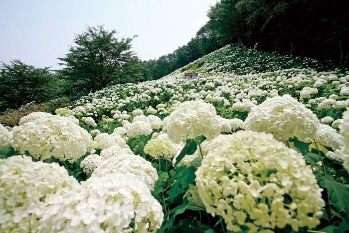 東京　Wonderful Nature Village　あきる野市