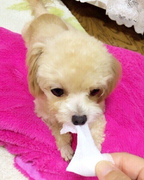 犬臭い 原因は 犬のニオイと家のニオイ対策 いぬのきもちweb Magazine