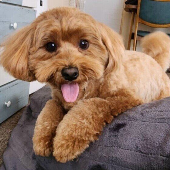 寒い季節に自宅で愛犬のシャンプーをするときの注意点とは？ いぬのきもち