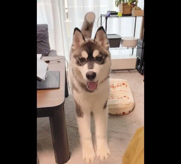 伸びをするウルリくん