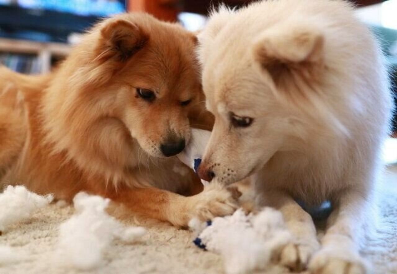 犬にもそれぞれの距離感がある 穴澤賢の犬のはなし いぬのきもちweb Magazine 犬にもそれぞれの距離感がある 穴澤賢の犬のはなし いぬのきもちweb Magazine