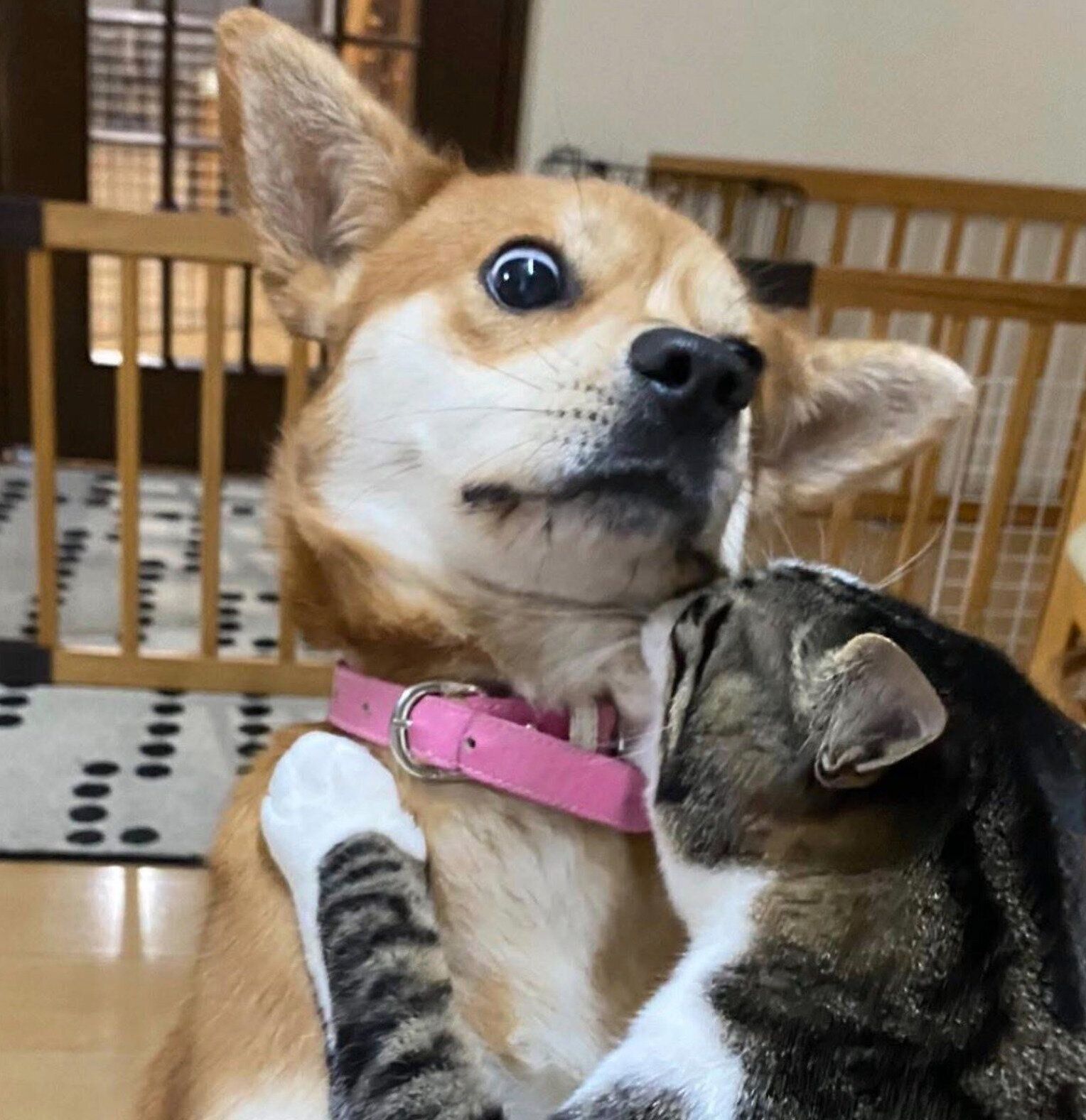 むぎちゃんと同居猫・キィくん