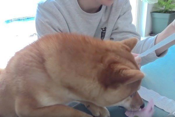 恋みくじをひく柴犬