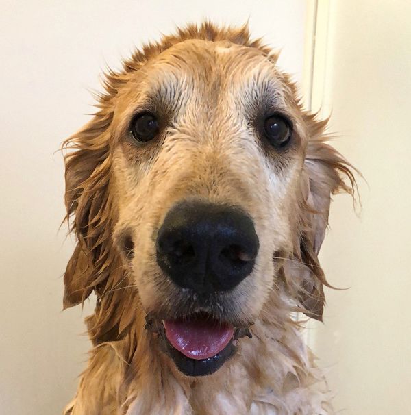 お風呂が嫌いな犬