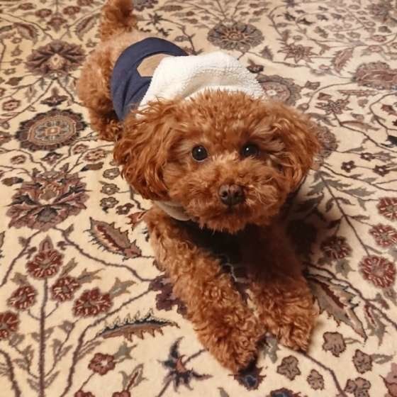 遊びたいトイ・プードル