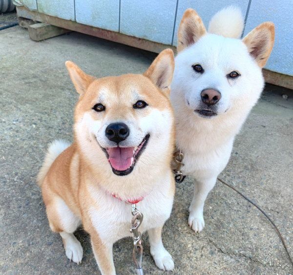 仲良く寄り添うQ太郎くんとみかんちゃん