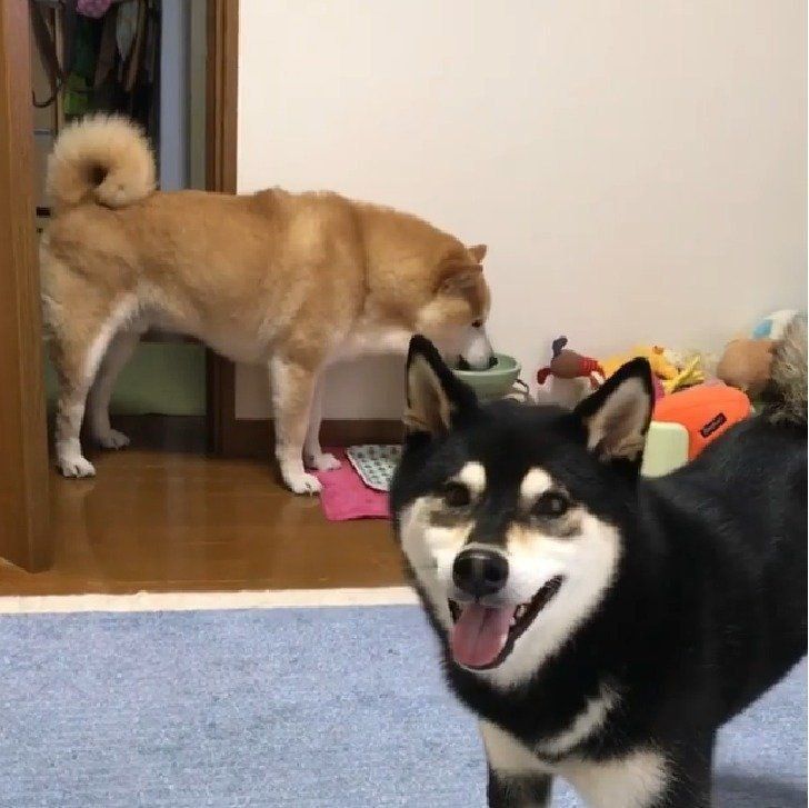 カメラ目線がキマってるララちゃん