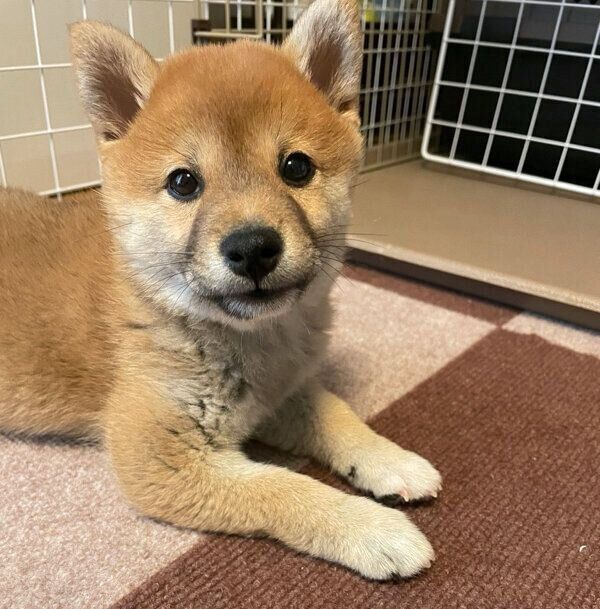 見つめるはなこちゃん