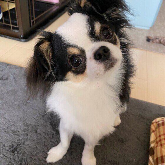 チワワの希海くん