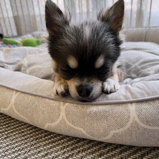 チワワのあ～ちやんくん