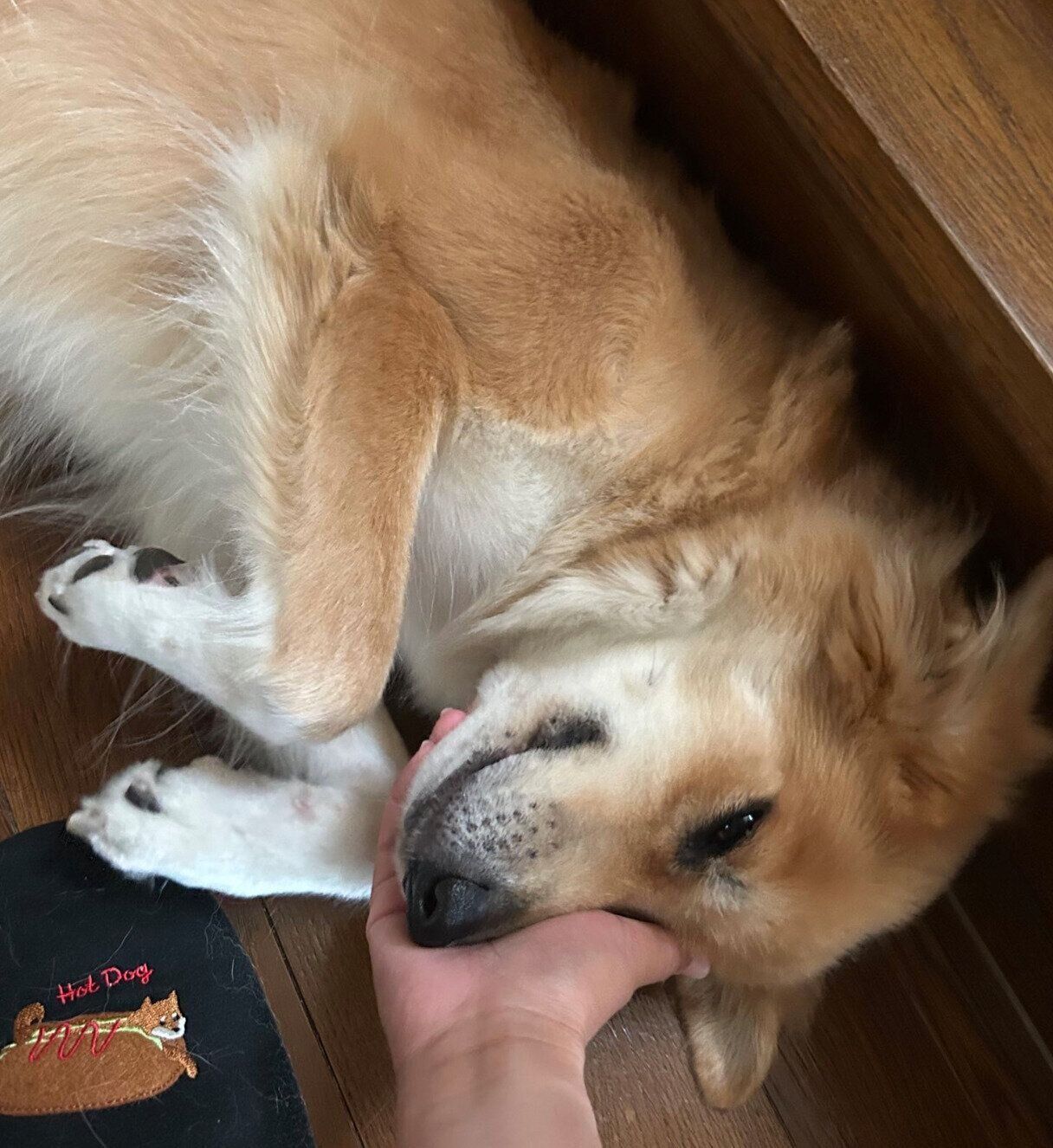 甘えるチャロちゃん。