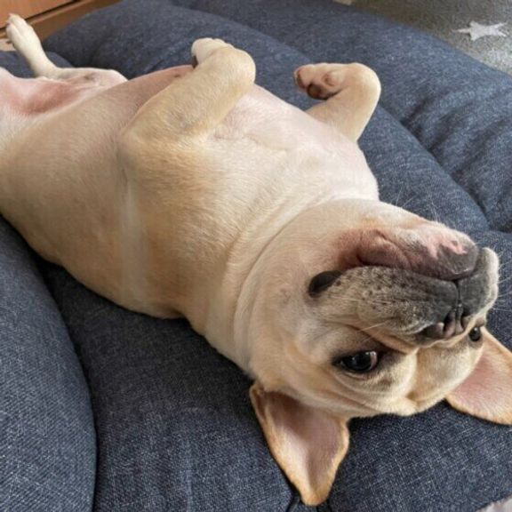 まったりするフレンチ・ブルドッグ