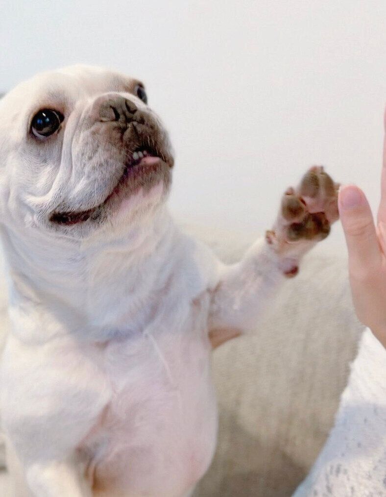 飼い主さんの手をタッチするどんくん
