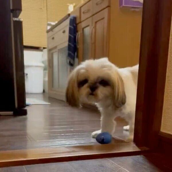 ボールを持ってお出迎えしようとする、ももちゃん